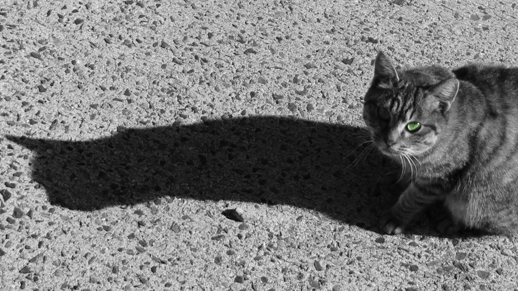 cat wide shadow
