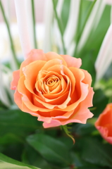 salmon pink rose