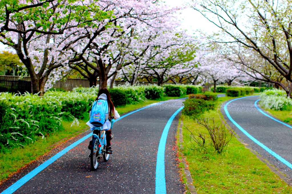 桜サイクリング