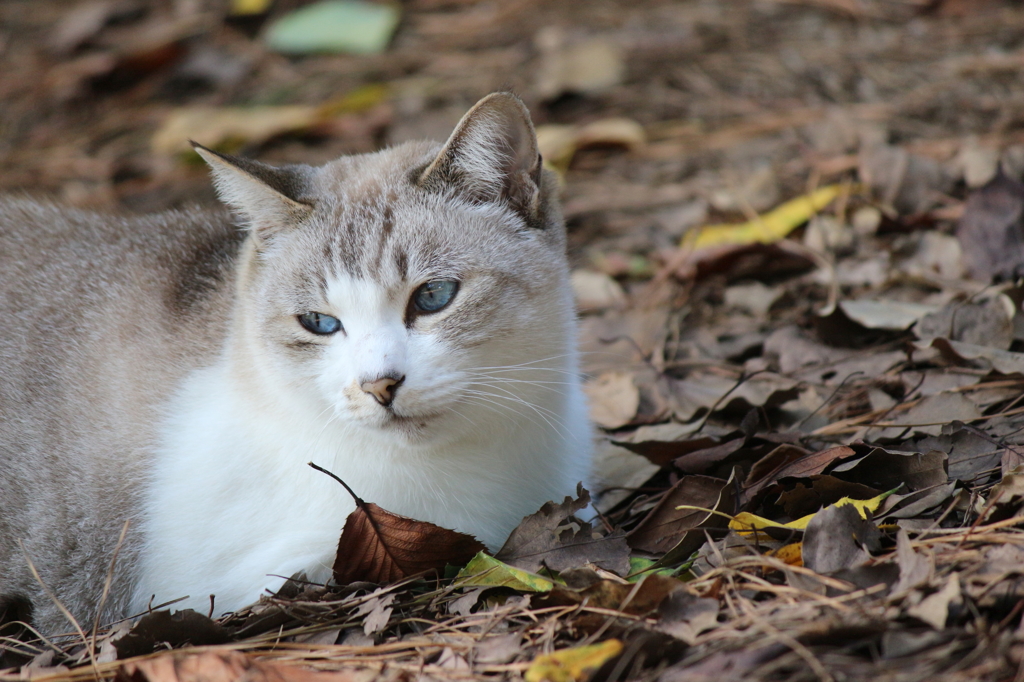  Dead Leaves And The Dirty Ground