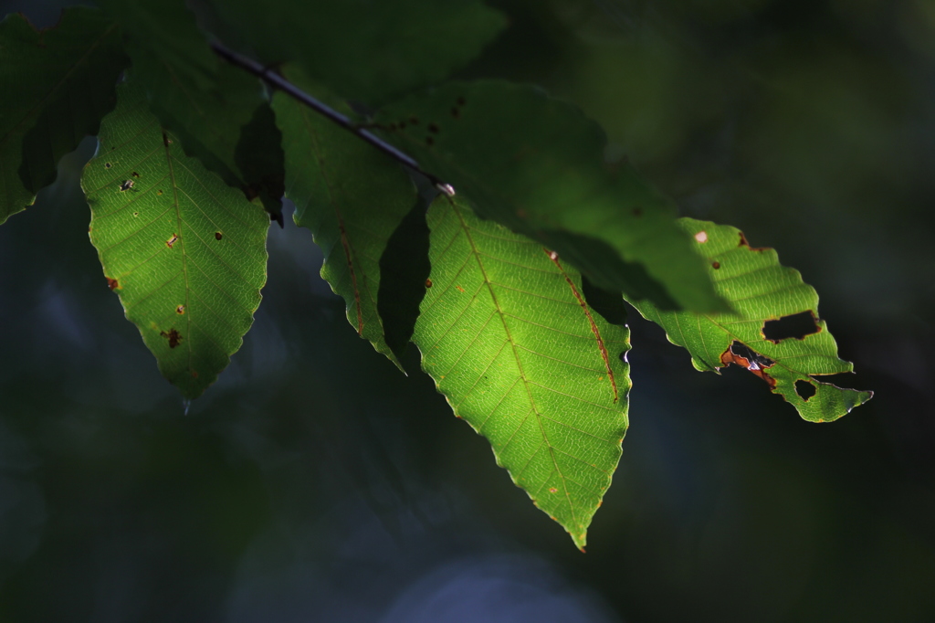 秋に向かってⅢ