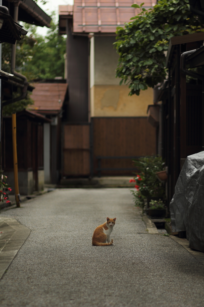 路地裏のネコ