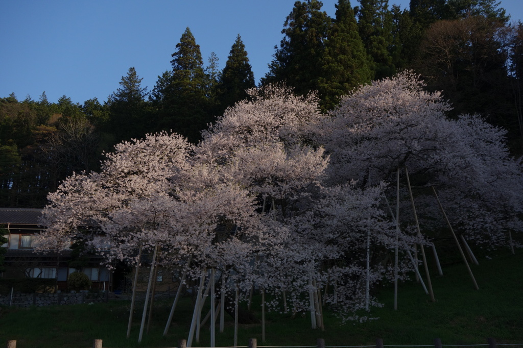 朝の臥龍桜