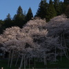 朝の臥龍桜