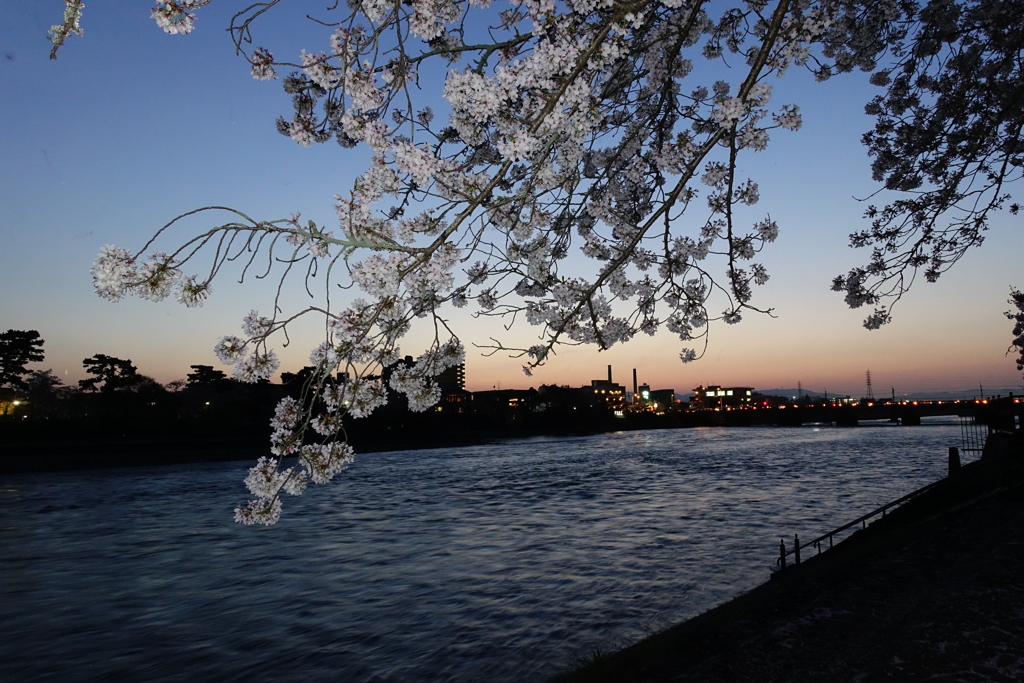 宇治川　桜