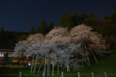 夜の臥龍桜