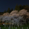 夜の臥龍桜