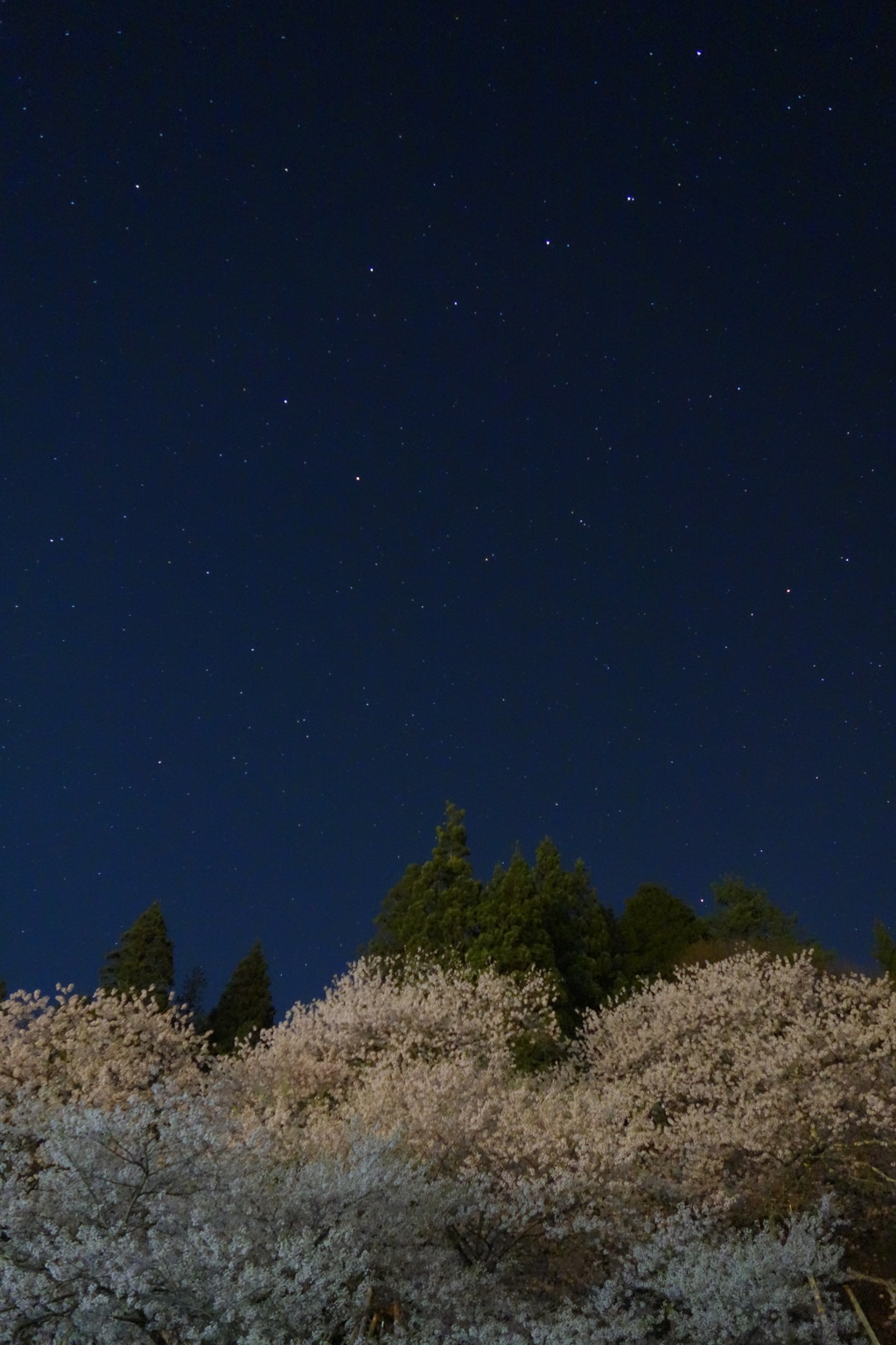 北斗七星と臥龍桜