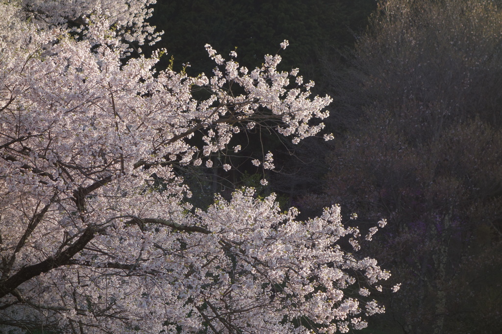 朝の臥龍桜
