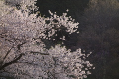 朝の臥龍桜