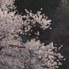 朝の臥龍桜