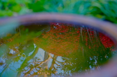 水の中の紅