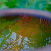 水の中の紅