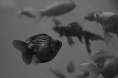 黒魚