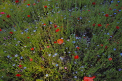 花園
