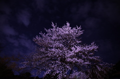 夜桜