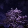 夜桜