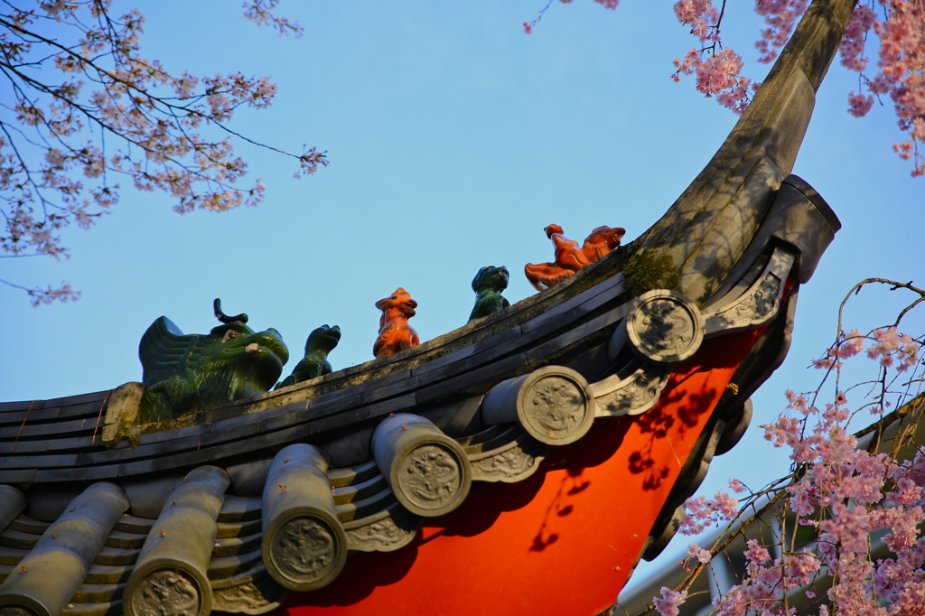 桜 2013 (西遊記)