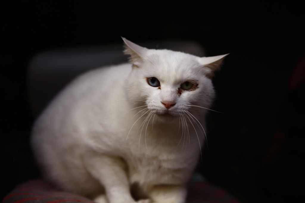 老猫