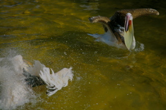 battle!!!