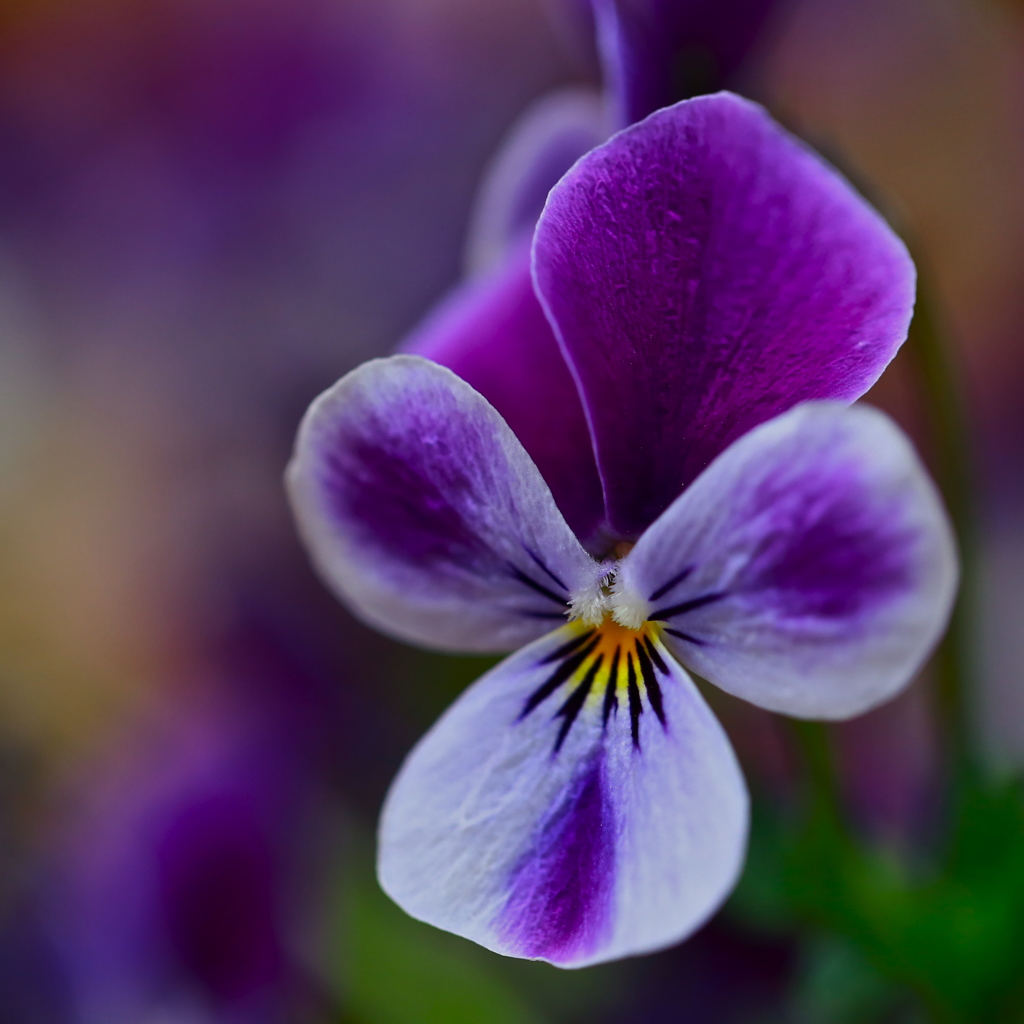 Flower in garden