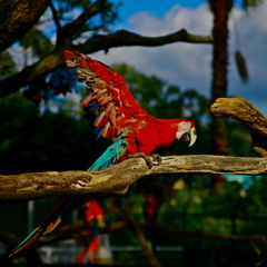 赤いインコ