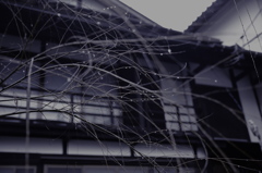 しっとりと…。