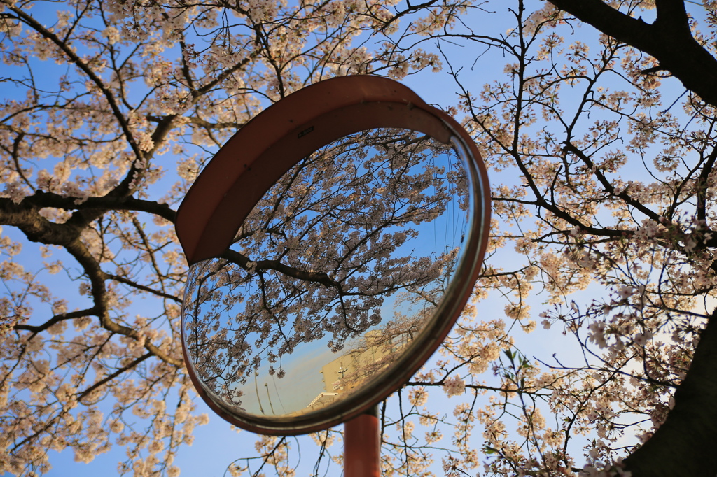 桜鏡