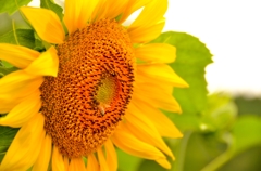 ヒマワリと小さな客