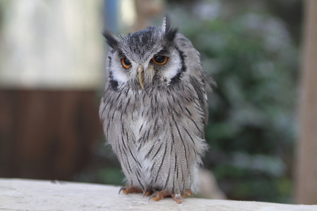 眠そうな哲学者?