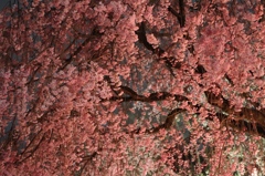 名古屋城　夜桜
