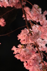 名古屋城　夜桜