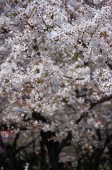 鶴舞公園　桜