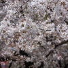 鶴舞公園　桜