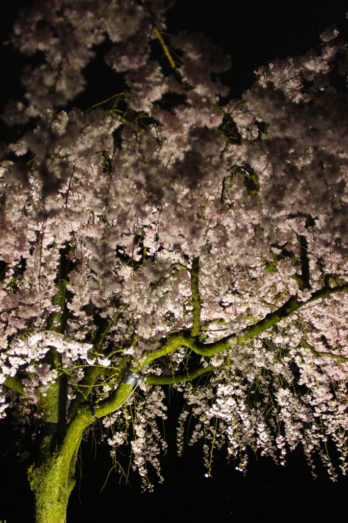 名古屋城　夜桜