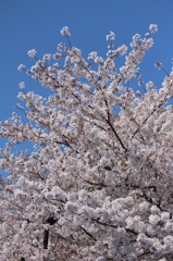 鶴舞公園　桜