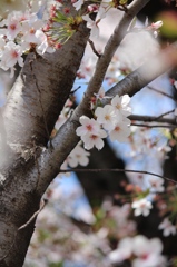 鶴舞公園　桜