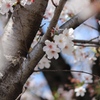 鶴舞公園　桜