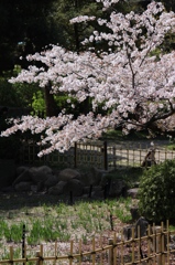 鶴舞公園　桜