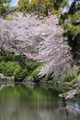 鶴舞公園　桜