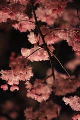 名古屋城　夜桜