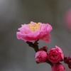梅の花