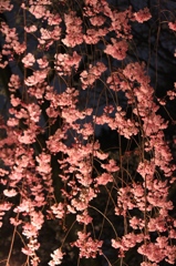 名古屋城　夜桜