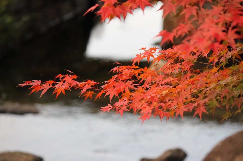 徳川園