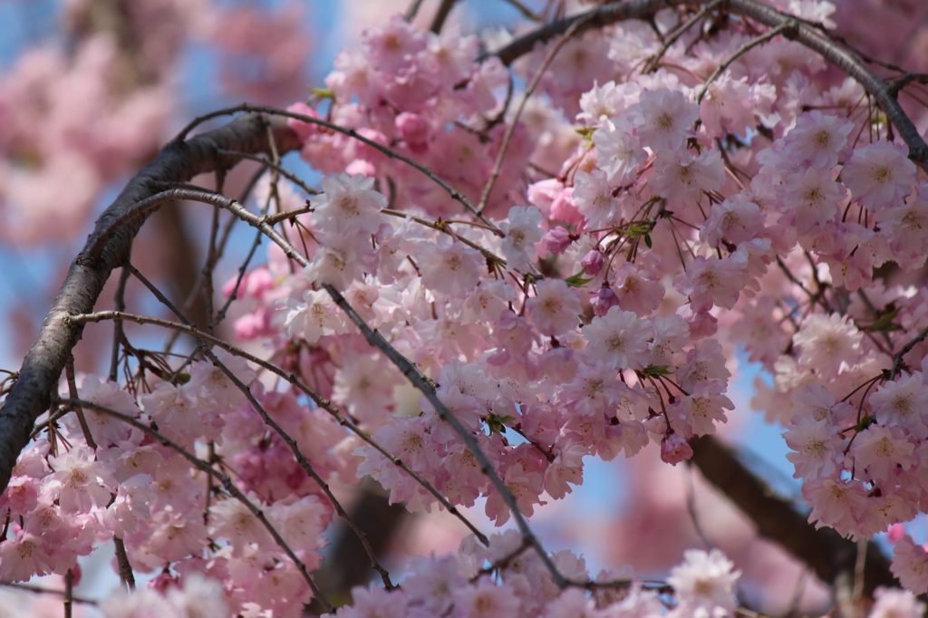 鶴舞公園　桜