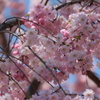 鶴舞公園　桜