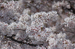 鶴舞公園　桜