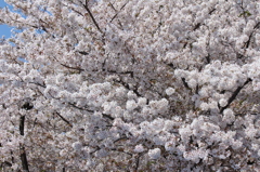 鶴舞公園　桜