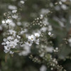 さりげなく、春を告げる花・・
