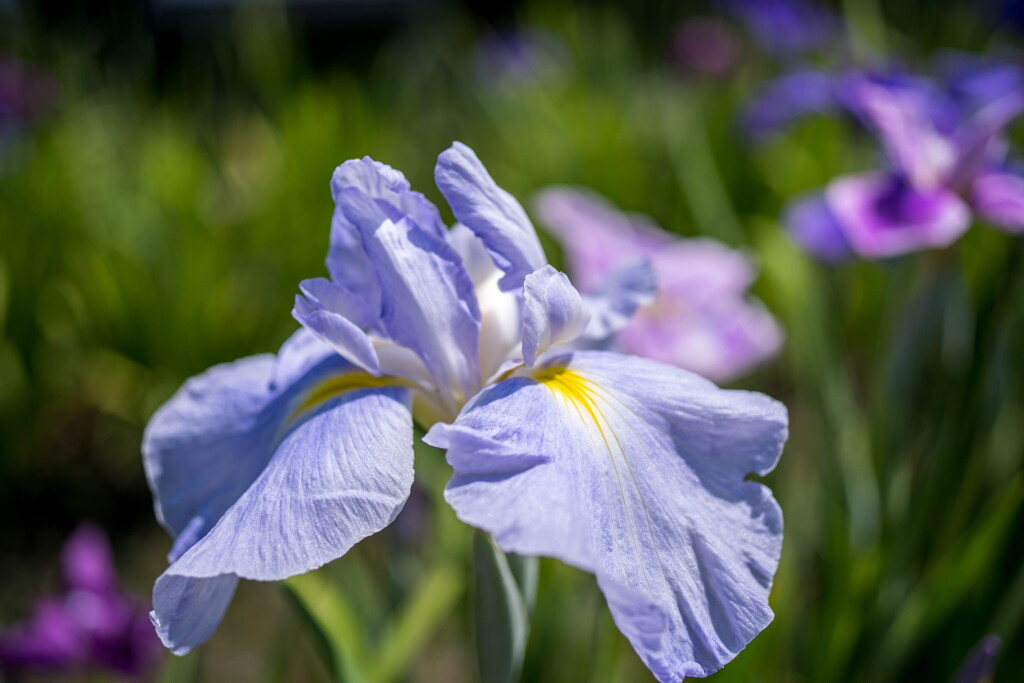 初夏の彩･･花菖蒲